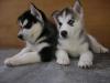 Puppies for sale Portugal, Lisbon Haski