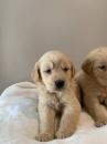 Puppies for sale Finland, Helsinki Labrador