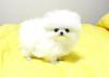Puppies for sale Finland, Lahti Pomeranian Spitz