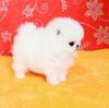 Puppies for sale Finland, Tampere Pomeranian Spitz