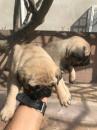 Puppies for sale Germany, Nuremberg Pug