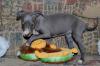 Puppies for sale Sweden, Goteborg Italian Greyhound