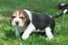 Puppies for sale Sweden, Malmo Beagle