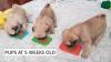 Puppies for sale United Kingdom, Portsmouth Pug