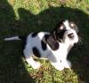 Puppies for sale Germany, Nuremberg Basset Hound