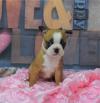 Puppies for sale Germany, Nuremberg Boston Terrier