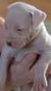 Puppies for sale Germany, Nuremberg American Bulldog