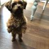 Puppies for sale Germany, Nuremberg Other breed