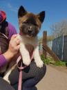 Puppies for sale Germany, Nuremberg Akita