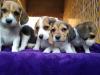 Puppies for sale Germany, Nuremberg Beagle