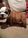 Puppies for sale Estonia, Tallinn English Bulldog