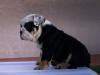 Puppies for sale Netherlands, Rotterdam English Bulldog