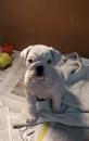 Puppies for sale Bulgaria, Shumen English Bulldog