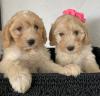 Puppies for sale Greece, Larissa Other breed