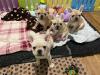 Puppies for sale Greece, Larissa French Bulldog