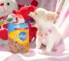 Puppies for sale Portugal, Gondomar Chihuahua