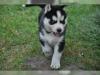 Puppies for sale Georgia, Poti Haski, husky