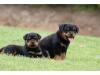 Puppies for sale Ukraine, Dnipropetrovsk Rottweiler
