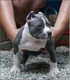 Puppies for sale Luxembourg, Luxembourg American Pit-Bull Terrier