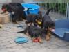 Puppies for sale Moldova, Bender Rottweiler