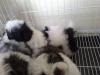 Puppies for sale Hungary, Pech Shih Tzu