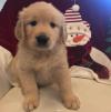 Puppies for sale France, Marseille Golden Retriever