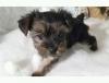 Puppies for sale Estonia, Pya Yorkshire Terrier