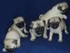 Puppies for sale Estonia, Tallinn Pug