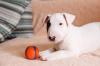 Puppies for sale France, Evreux Bull Terrier