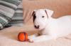 Puppies for sale Greece, Larissa Bull Terrier