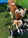 Puppies for sale Ireland, Dublin King Charles Spaniel