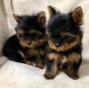 Puppies for sale France, Grenoble Yorkshire Terrier