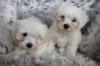 Puppies for sale Denmark, Kopenagen Maltese