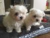 Puppies for sale Finland, Helsinki Maltese