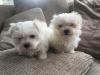 Puppies for sale Sweden, Stockholm Maltese