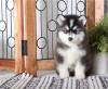 Puppies for sale Azerbaijan, Lankaran , pomsky