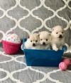 Puppies for sale USA, Illinois , pomeranian puppies