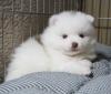 Puppies for sale USA, Florida, Jacksonville , pomeranian puppies