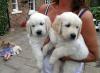 Puppies for sale Moldova, Chisinau Golden Retriever