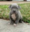 Puppies for sale Kazakhstan, Karaganda American Pit-Bull Terrier