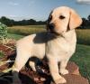 Puppies for sale Ukraine, Lvov Labrador