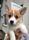 Puppies for sale Ukraine, Kherson , pomeranian puppies