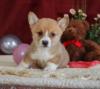 Puppies for sale Kazakhstan, Kokshetau , corgi puppies