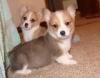 Puppies for sale Azerbaijan, Lankaran , corgi puppies