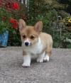 Puppies for sale Azerbaijan, Lankaran , corgi puppies