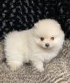 Puppies for sale Azerbaijan, Ganja , corgi puppies