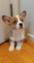 Puppies for sale Azerbaijan, Ganja , corgi puppies