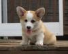 Puppies for sale Armenia, Armenia , corgi puppies