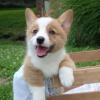 Puppies for sale Azerbaijan, Ganja , corgi puppies