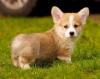 Puppies for sale Azerbaijan, Ganja , corgi puppies